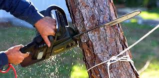 How Our Tree Care Process Works  in  Kenton, OH