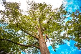 Kenton, OH Tree Removal Company